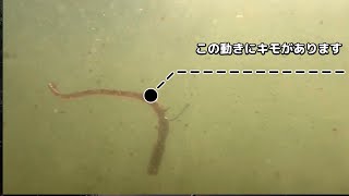 ネコリグは水中でこう動いています 釣れるアクション [upl. by Sillihp]