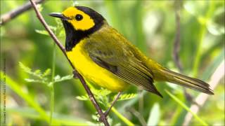 Hooded Warbler Song [upl. by Old787]