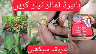 Crossing Method in tomato  Hybrid  Breeding  tomato hybridbreedingtechniques [upl. by Apicella580]