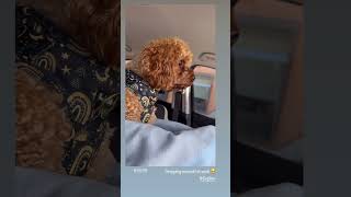 Anxious Cavapoo dog cavoodle anxiety fypシ゚viral [upl. by Idnis]