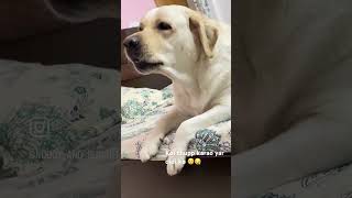 Labrador ko kiya didi ne pareshaan 😂😏 labrador goldenlab dog shorts viral [upl. by Oirazan]