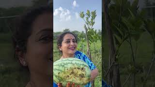 Happy gardening 🌻🌻🌻 seetha villagechef garden delicious gardeningadvice chef food ammachef [upl. by Ronda]