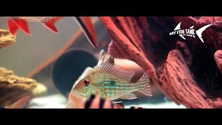 Geophagus Surinamensis Rotstreifen Erdfresser Redstriped Bartheater [upl. by Fenwick]