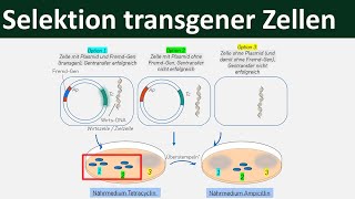 Selektion transgener Zellen  Ampicillin Tetracyclin Gentechnik 57 [upl. by Ettennig]