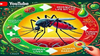 Malaria Explained Plasmodium Life Cycle amp Human Host Animation [upl. by Acirem844]