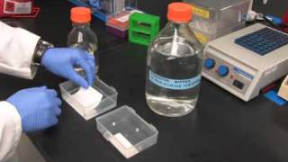 Video Western Blotting Sample Preparation to Detectionmov [upl. by Ahsial]