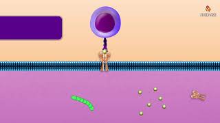 Cytotoxic T Cell  Microbiology and immunology Animations [upl. by Idnerb]