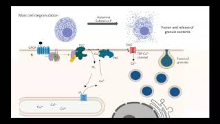 GPCR IP3 DAG pathway [upl. by Cirederf]