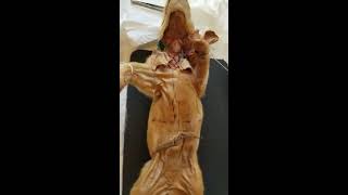 Bio 240 Cardiovascular System Fetal Pig Dissection Blood Vessels [upl. by Lindie]