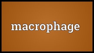 Macrophage Meaning [upl. by Elvyn]