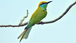 Asian green beeeater sounds [upl. by Dnaletak124]