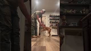 Boxer Dog Ignores Man Who Wants to Pet Him [upl. by Suoicul115]