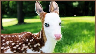 White Faced Fawn  Deer with Pink Nose  Piebaldism Deer [upl. by Akinnej]