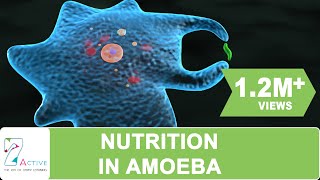 NUTRITION IN AMOEBA [upl. by Drugi]