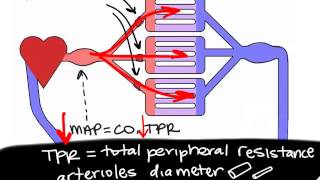 BIO160 Preview Video Lecture 18  Blood Vessels and Arterial Blood Pressure [upl. by Abdulla163]