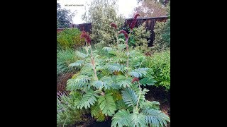 Melianthus major  Honey Bush [upl. by Borek]