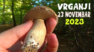 VRGANJI  JESEN  23 Novembar 2023 [upl. by Lirrehs567]