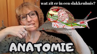 Anatomie Wat zit er in een slakkenhuis [upl. by Nnylyahs818]