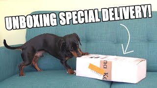 Crusoe Unboxing SPECIAL Delivery  Cute Dog Video Unboxing [upl. by Dnomed756]