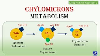 21Chylomicrons Metabolism  Lipid Metabolism  Biochemistry  NJOY Biochemistry [upl. by Airotcivairam]