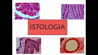 CORSO DI ISTOLOGIA LEZIONE 1 DI 30 EPITELI PARTE 1 [upl. by Idihc]