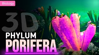 PORIFERA  GENERAL CHARACTERISTICS  3D ANIMATION [upl. by Ameen]