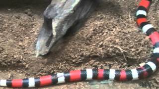 プエブランミルクスネーク（上野動物園）：Pueblan milk snake Ueno Zoo [upl. by Chalmers]