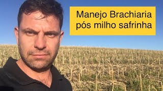 Manejo Brachiaria pós geada e milho safrinha  pré soja safra [upl. by Dopp]