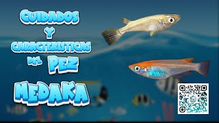 🐟 COMO CUIDAR y CARACTERÍSTICAS del PEZ MEDAKA 🐠🌿 acuarios peces aguadulce medaka [upl. by Ayalat]