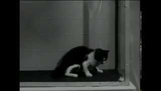 US Army LSD Test on Cat [upl. by Hartmunn]