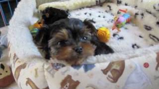 021610 Riccio Yorkie Puppies 7 Weeks Old [upl. by Toland666]