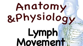 Lymphatic System  Lymph Movement In The Lymphatic System 1503 [upl. by Gilroy926]