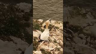 Gannet joining the others flying [upl. by Adilem]