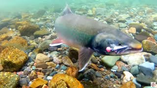 Alaska Fly Fishing  Dolly Varden [upl. by Etnahs]