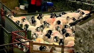 Lambing Live 2011  Episode 2 [upl. by Hildy779]