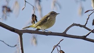 Palm Warbler [upl. by Bohs343]