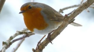 Gesang des Rotkehlchen 1 Robin Redbreast  Vogelstimmen Singvögel [upl. by Bondie]