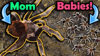 Our Tarantula had Babies [upl. by Ahseile]