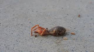 Camel SpiderSolifugae Being Eaten by AntsFormicidae [upl. by Mylander]