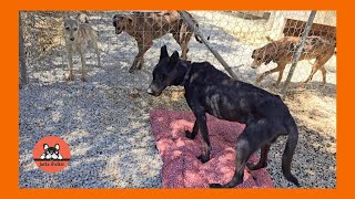 Rescued Dog Zeus is Back at the Shelter [upl. by Grados]