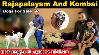 നല്ലയിനം രാജപാളയം നായക്കുട്ടികൾ വാങ്ങാം  Rajapalayam Dogs for Sale dogsale rajapalayam [upl. by Haldas]