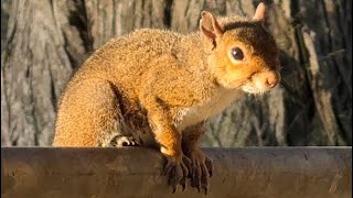 Nature Walk Golden Gate Park sanfrancisco goldengatepark nature birds raccoon coots squirrel [upl. by Garibold]