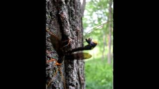 Megarhyssa atrata giant ichnemonid ovipositing [upl. by Tolland]