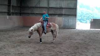 Emanuel Ernst mit Haflinger Nico  Freestyle Training [upl. by Einahpit]