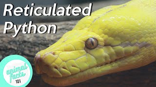 Reticulated Python • All You Need To Know About This Reptile [upl. by Nadabus702]