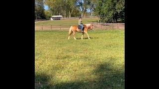 Manny’s first English ride  2020 AHR Gelding  for sale [upl. by Dareece]