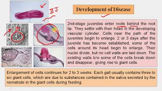 20 Nematodes 1 Meloidogyne 1 [upl. by Aylad]