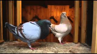 Documentary on Fancy Pigeon Breeding [upl. by Pence]