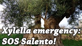 Xylella emergency SOS Salento [upl. by Belding874]