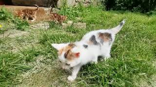 chatons 1 mois et demi [upl. by Mahmoud]